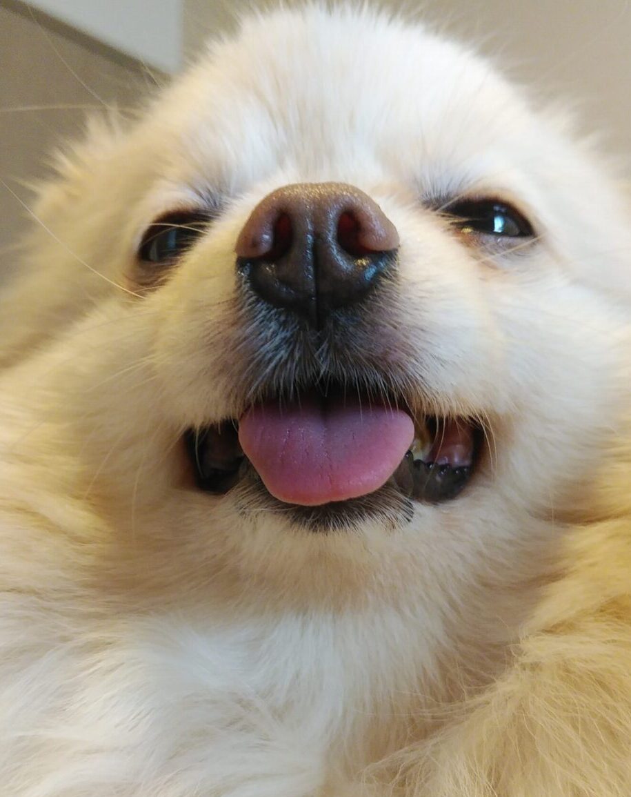 小型犬 シニア犬など食道が細い愛犬にオススメのごはん ちゃっぴーブログ